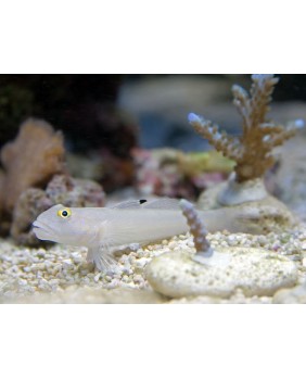 Valenciennea Sexguttata