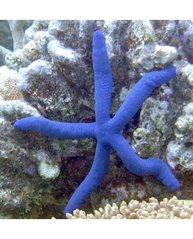 Linckia laevigata azul