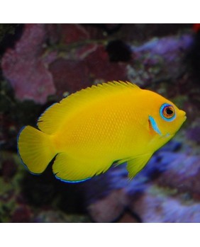 Centropyge flavissima