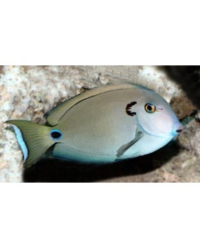 Acanthurus Tennenti (Talla M)