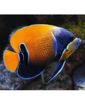 Pomacanthus Navarchus