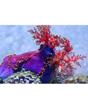 Pseudocolochirus tricolor (L)