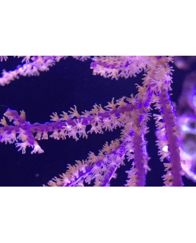 Pterogorgia Anceps Purple...