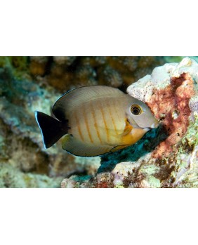 Acanthurus tristis
