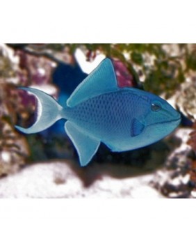 Odonus Niger