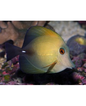 Zebrasoma Scopas (M)