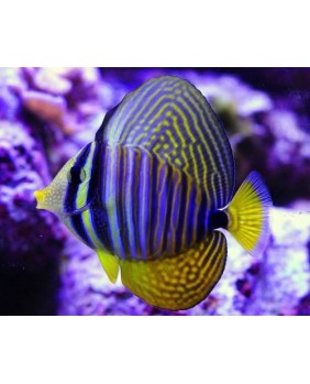 Zebrasoma Desjardinii Talla S