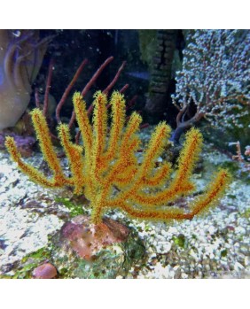 Menella Yellow (Gorgonia)
