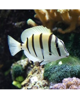 Acanthurus Triostegus M