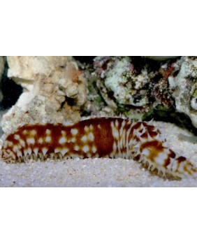 Holothuria hilla