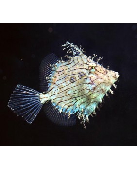 Chaetodermis penicilligerus