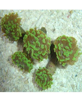 Euphyllia Parancora Verde.