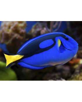 Paracanthurus Hepatus S