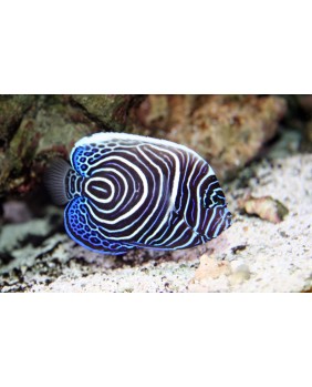 Pomacanthus Imperator...