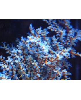 Acalycigorgia Blue polyps...