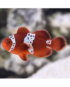 Premnas biaculeatus...