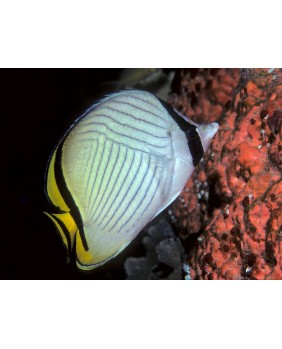Chaetodon Vagabundus (S)