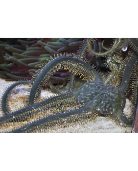 Ophiarachna incrassata