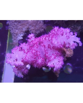 Lemnalia (Purple)