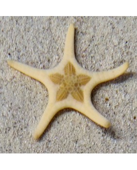 Iconaster longimanus