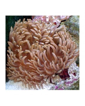 Macrodactyla doreensis Grey