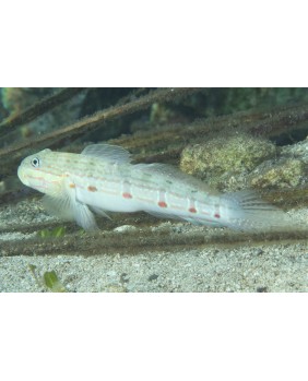 Valenciennea longipinnis