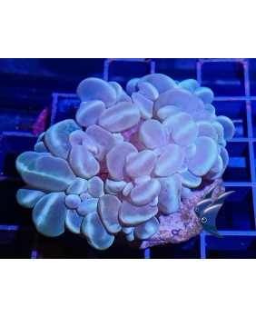 Plerogyra Gold (Coral burbuja)