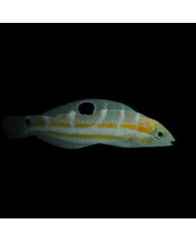 Halichoeres Radiatus (Juvenil)