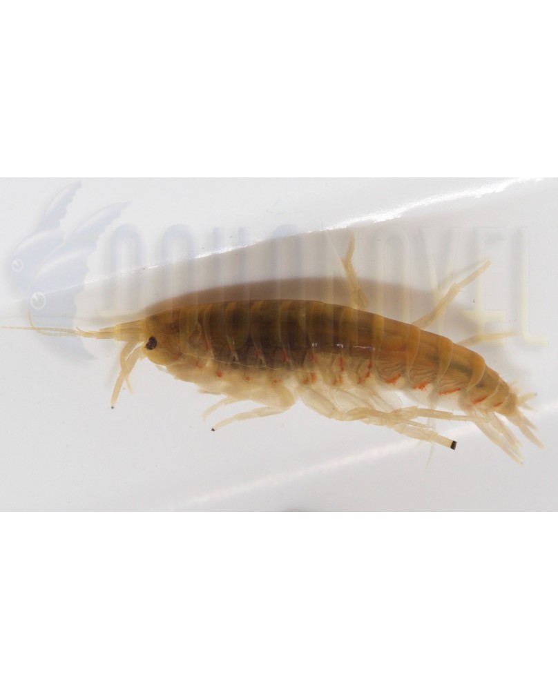 Gambarus 90ml