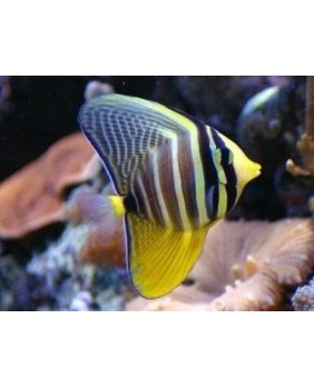 Zebrasoma Veliferum (Talla S)
