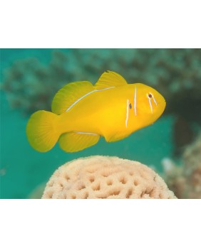 Gobiodon Citrinus (L)
