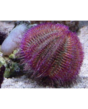 Salmacis belli