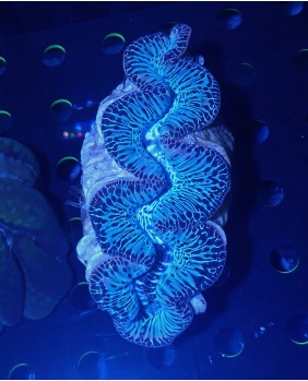 Tridacna Maxima ultra, azul ultra 4 cm