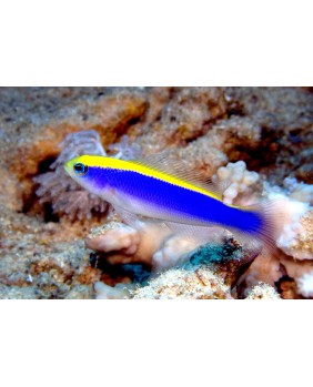 Pseudochromis Flavivertex