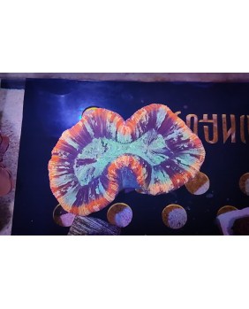 Trachyphyllia Geoffroyi
