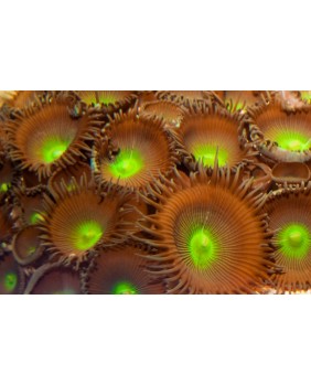 Protopalythoa verde