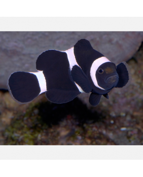 Amphiprion Ocellaris Black (M)