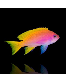 Pseudanthias Bimaculatus