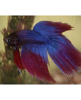 Betta Splendens