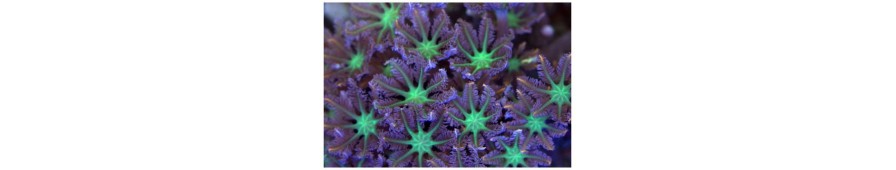 Coral blando